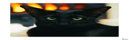 Oriental cats for sale: BEAUTIFUL PANTHER BLACK ORIENTAL PEDIGREE CAT - Advert 7