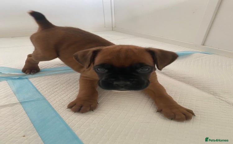 Boxer dogs - Advert 11