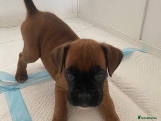 Boxer dogs - Advert 1