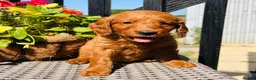 Mini Goldendoodle dogs for sale: 🧡❤️ GORGEOUS MINI GOLDENDOODLE PUPPIES ❤️🧡 - Advert 9