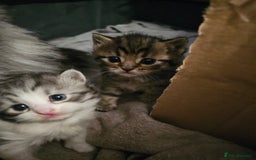 Persian cats for sale: Tabby female with full set up ready to go. - Image 22