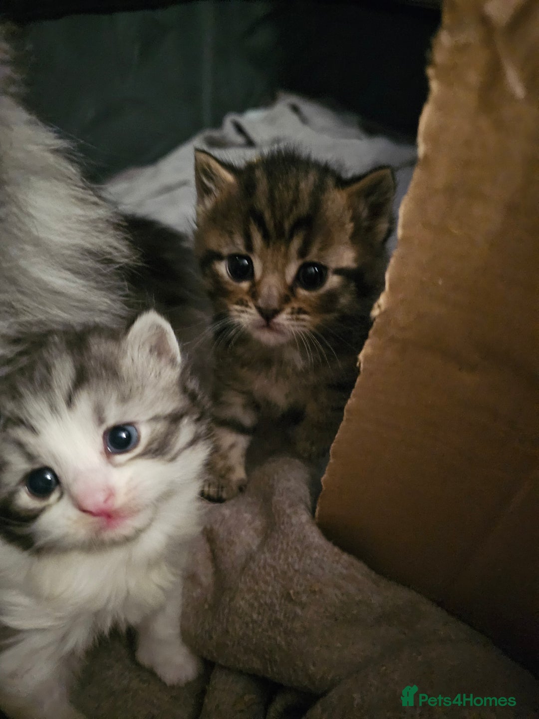 Persian cats for sale: Tabby female with full set up ready to go. - Image 22