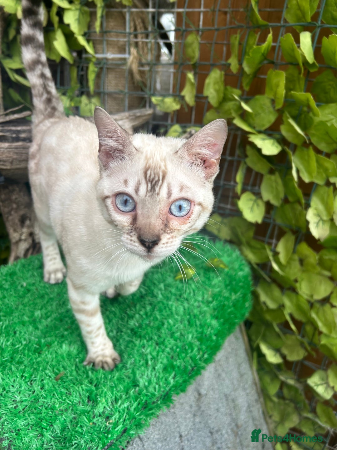 Bengal cats for sale: Unbelievably friendly TICA reg kittens  - Image 24