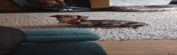 Doxiepoo dogs for sale: F1 generation doxipoo - Advert 8