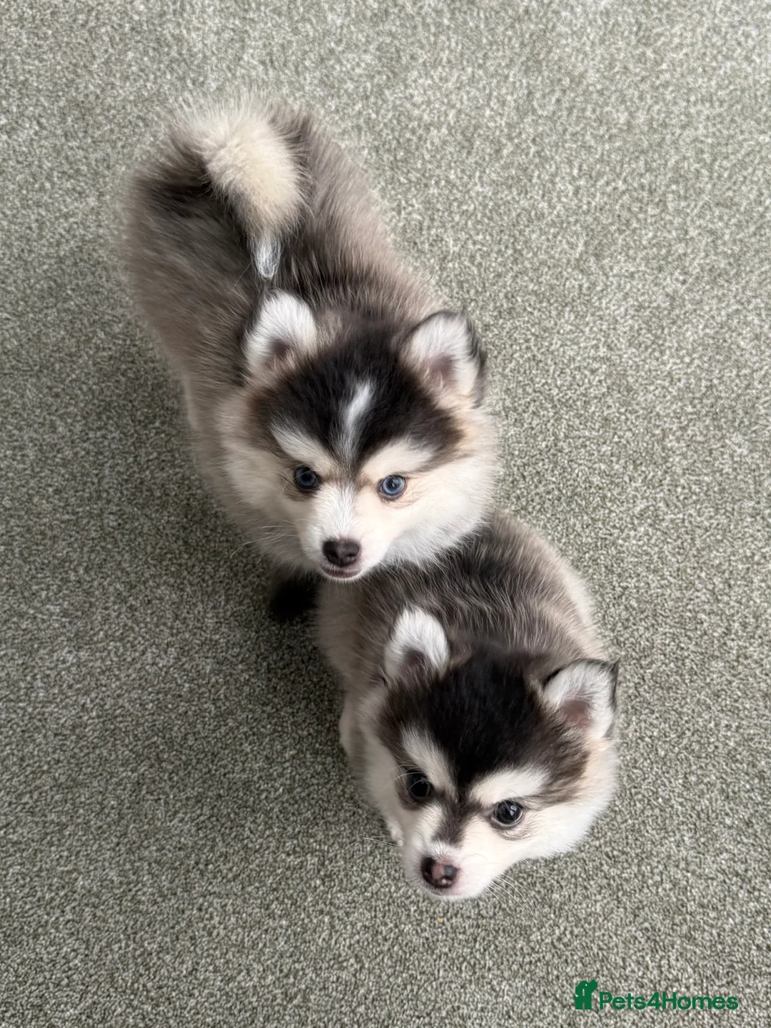 Pomsky dogs for sale: F3 Pomsky Puppies - ready now :)  - Advert 2