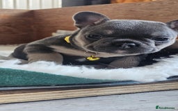 French Bulldog dogs for sale: KC REGISTERED BLUE & TAN FRENCHIES BOYS & GIRLS - Image 17