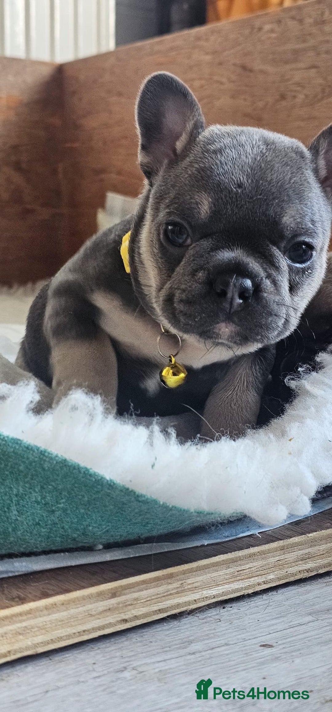 French Bulldog dogs for sale: KC REGISTERED BLUE & TAN FRENCHIES BOYS & GIRLS - Image 17