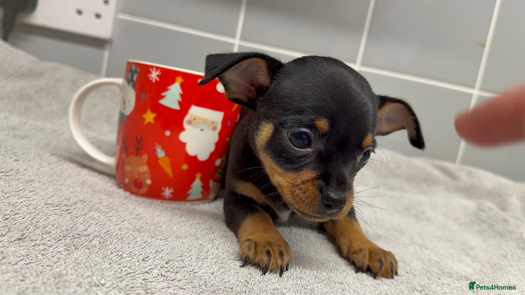 Chihuahua dogs for sale: Beautiful Female Chihuahua Puppies  - Image 5