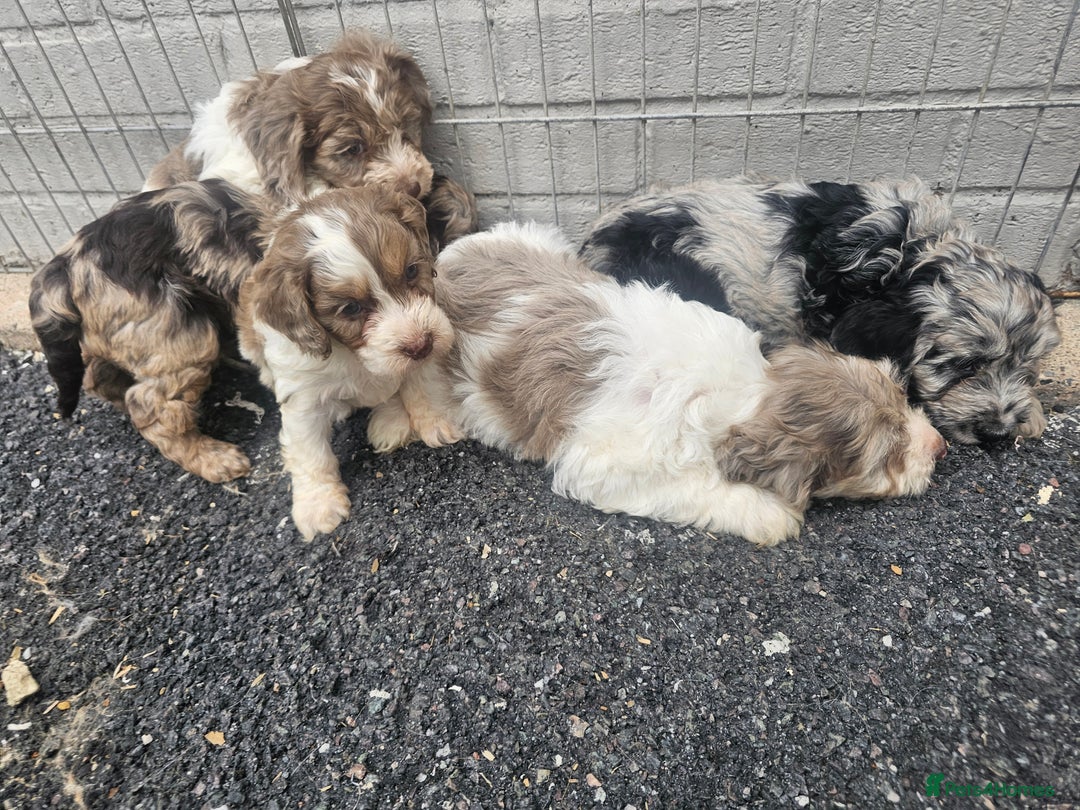 Cockapoo dogs for sale: Cockapoo puppies 🐶  - Image 8
