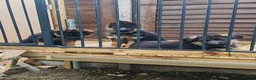 German Shepherd dogs for sale: German Shepherd Puppies - Advert 4