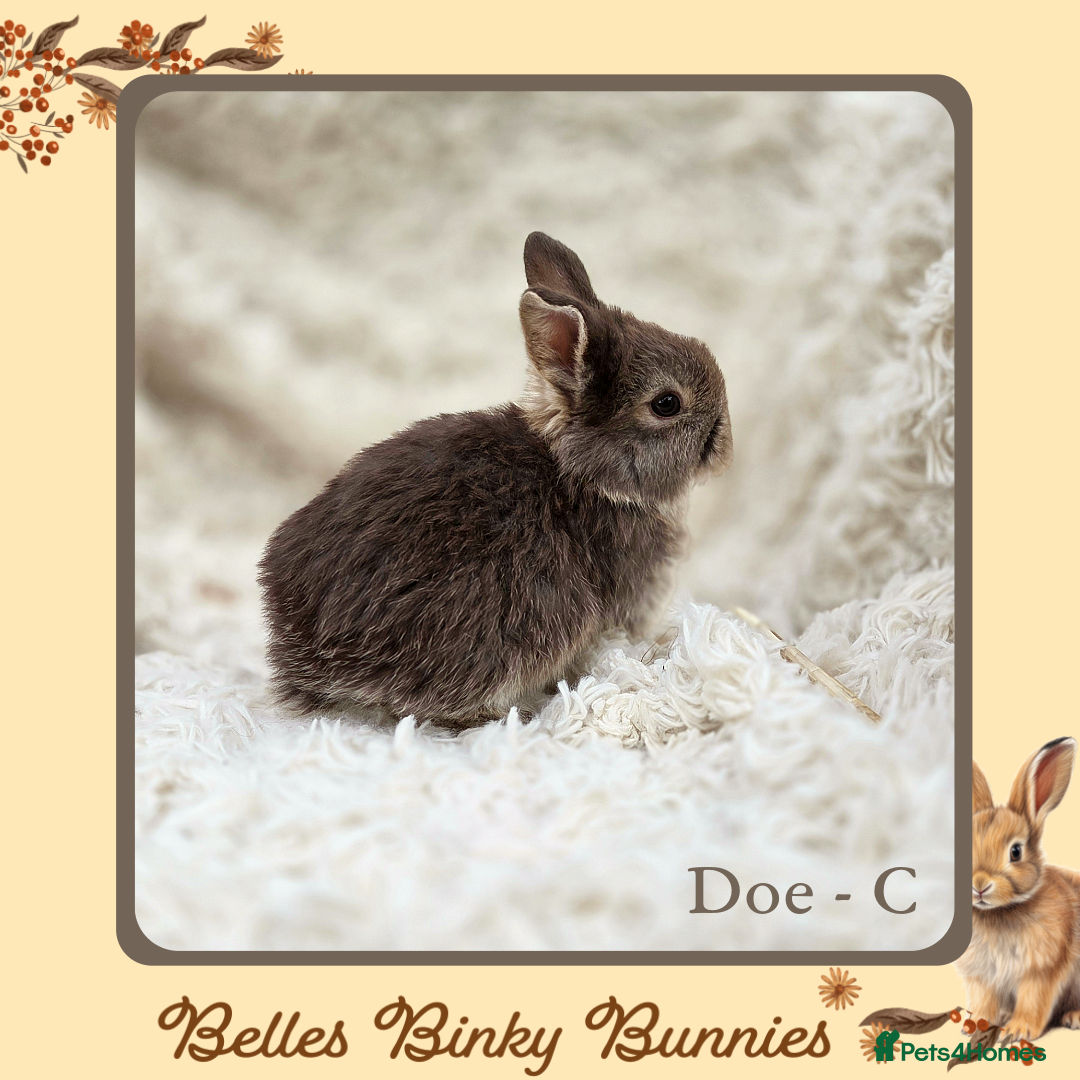 Mini Lop rabbits for sale: 🧡 SOLD 🧡 Baby Mini Lop 🧡 - Advert 2