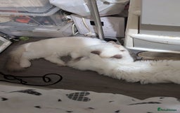 Ragdoll cats for sale: GCCF REGISTERED LILAC RAGDOLL NON ACTIVE  - Image 4