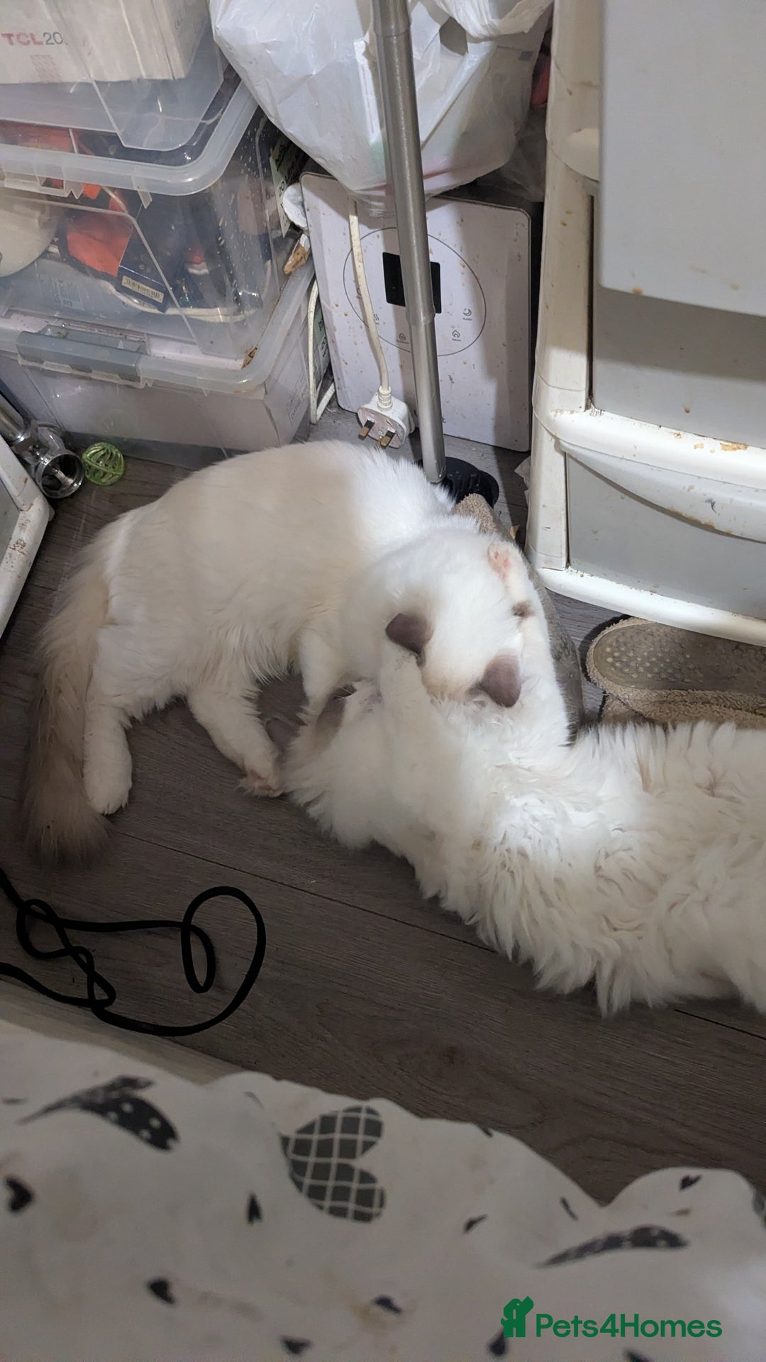 Ragdoll cats for sale: GCCF REGISTERED LILAC RAGDOLL NON ACTIVE  - Image 4