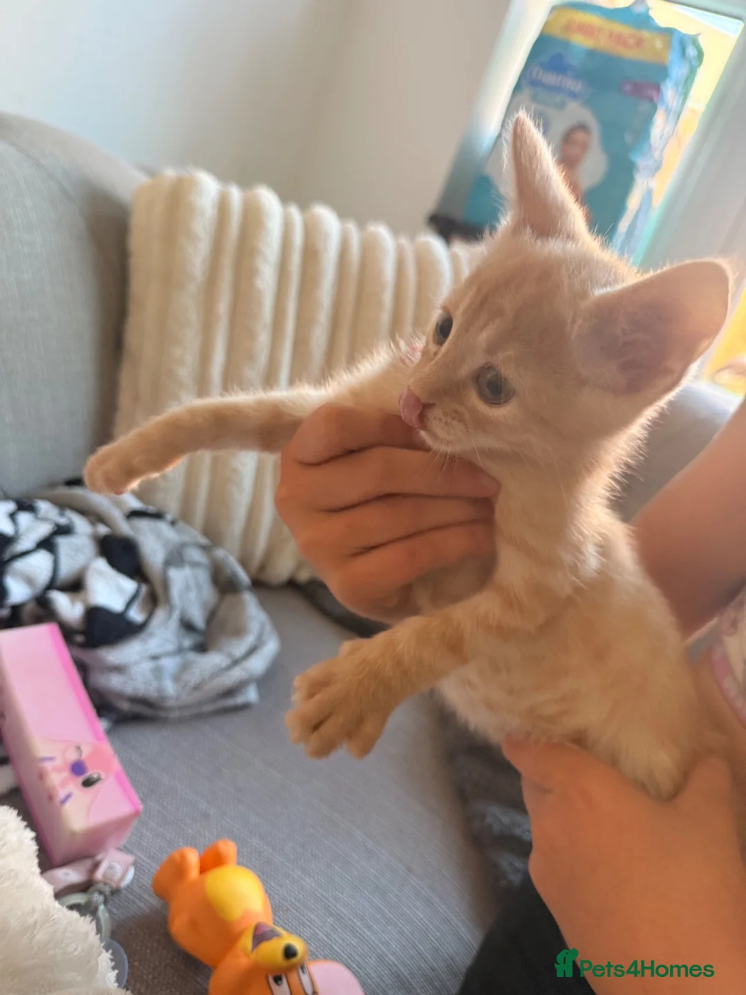Mixed Breed cats for sale: This is Mia  - Advert 2