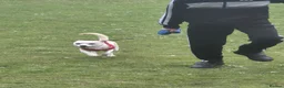 Chihuahua dogs for stud: Male chihuahua  in Stoke-on-Trent - Advert 2