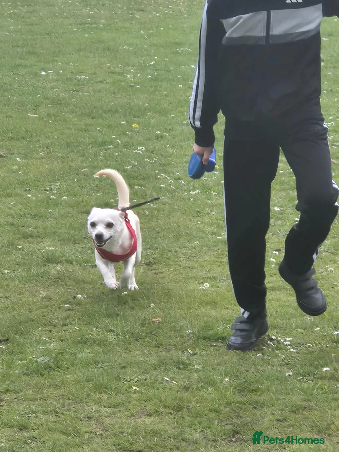 Chihuahua dogs for stud: Male chihuahua  in Stoke-on-Trent - Advert 2