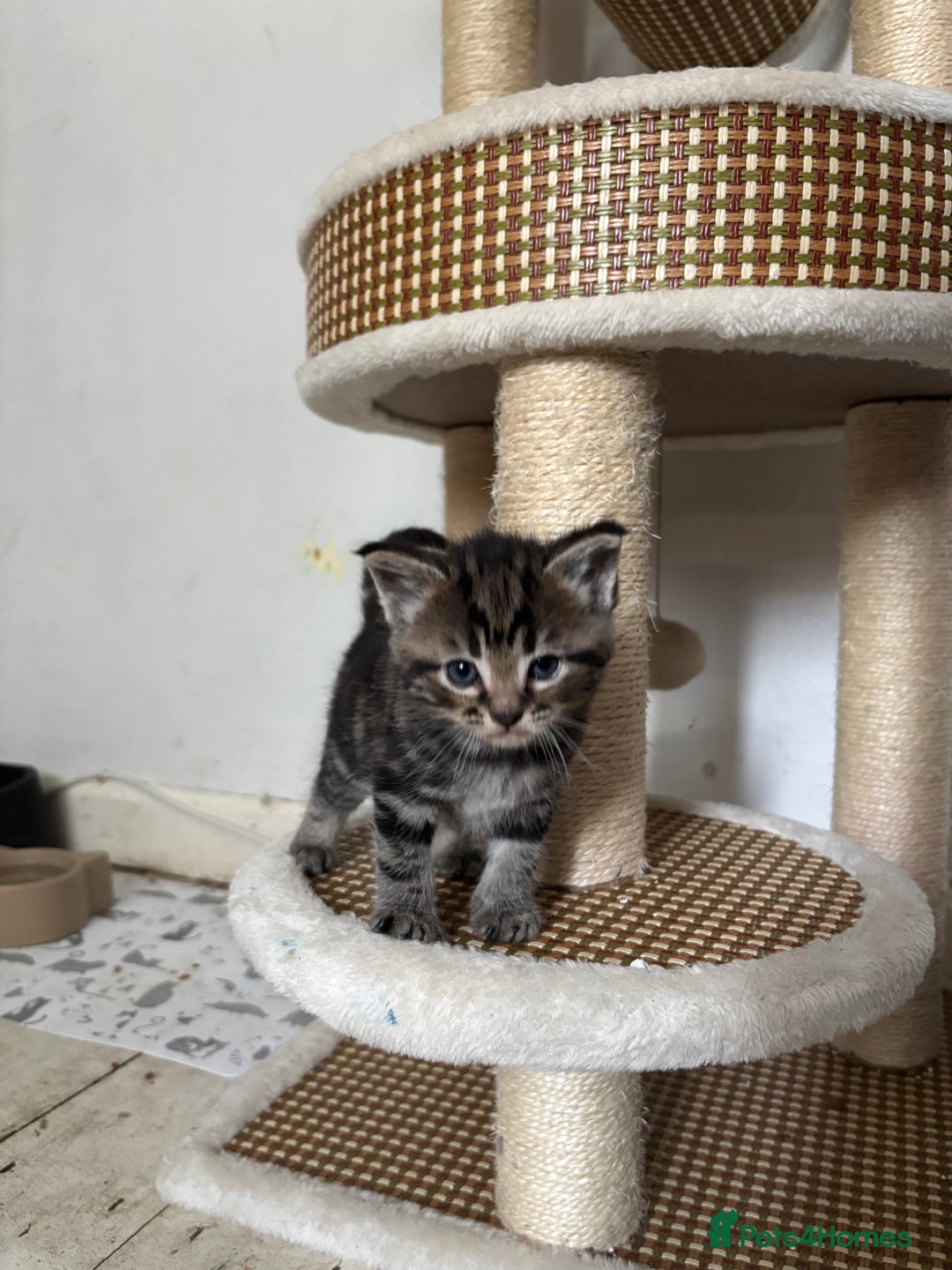 Domestic Shorthair cats for sale: Last Little Lovebug Left! - Image 5