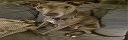 Whippet dogs for stud: Terry - KC Registered Blue Whippet Stud - Advert 2