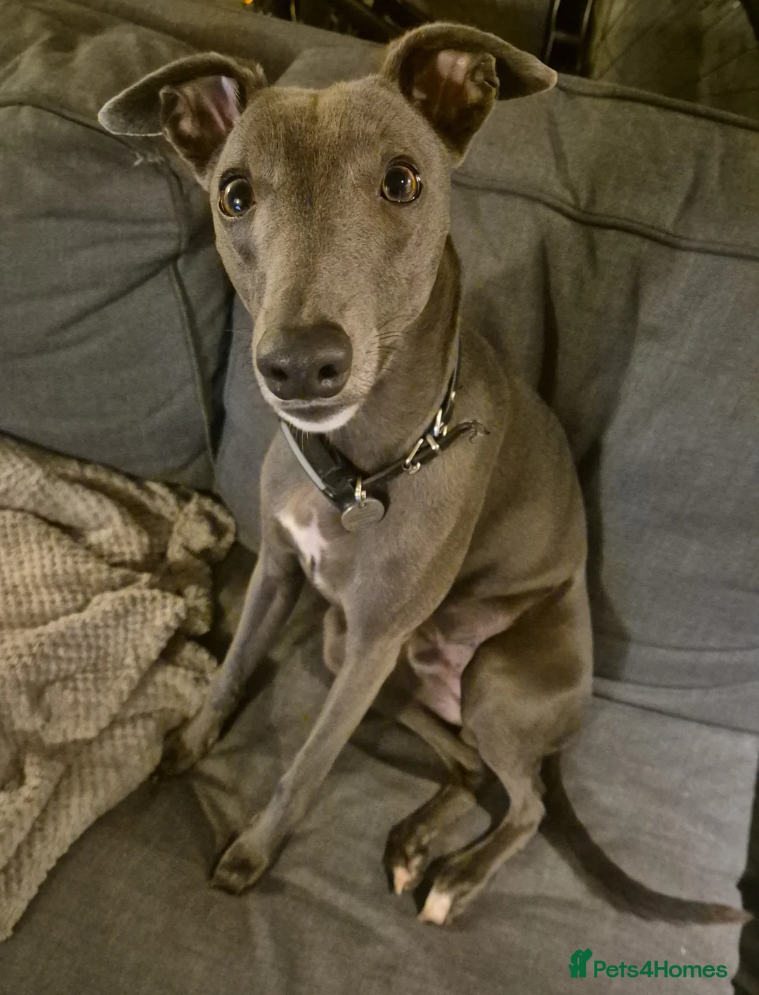 Whippet dogs for stud: Terry - KC Registered Blue Whippet Stud - Advert 2
