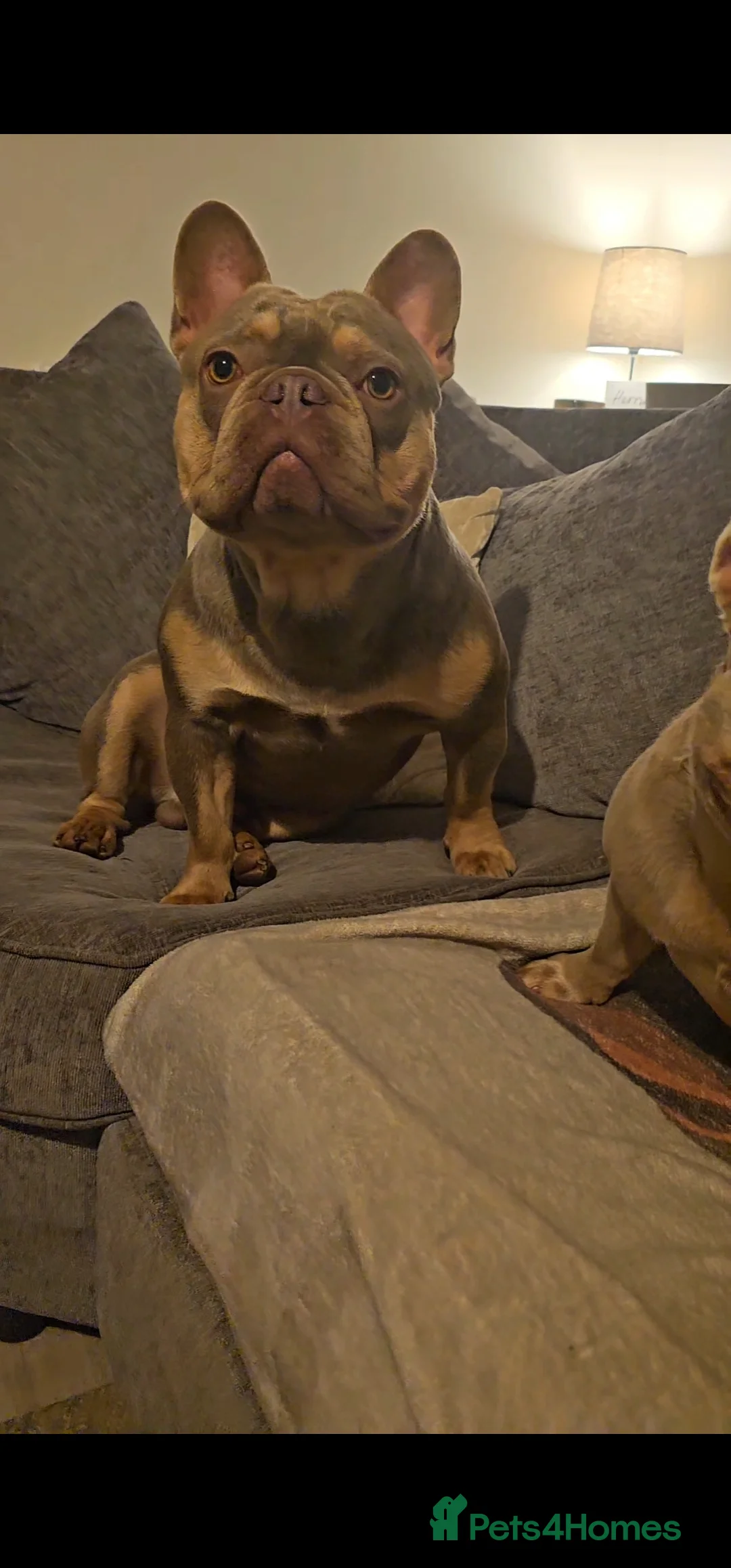 French Bulldog dogs for stud: 🦍SHORTTY🦍 SPECIAL OFFER WON'T GET CHEAPER 🔥🔥 in Northampton - Advert 7