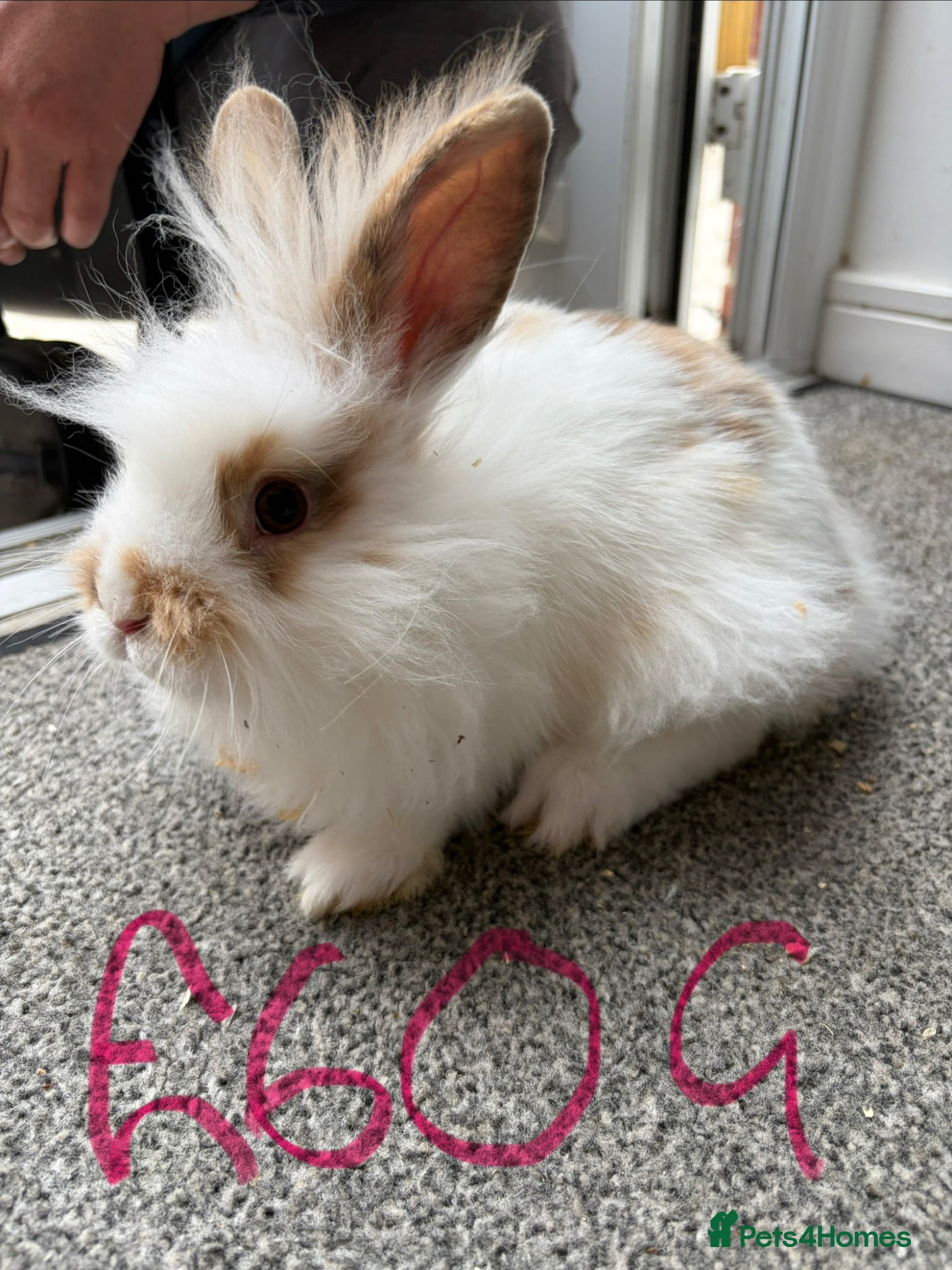 Lionhead rabbits Rabbits for sale - Advert 1