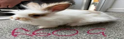 Lionhead rabbits for sale: Rabbits for sale - Advert 1