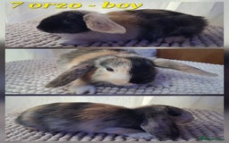 Mixed Breed rabbits for sale: Super cute rex x lop bunnies - Image 9