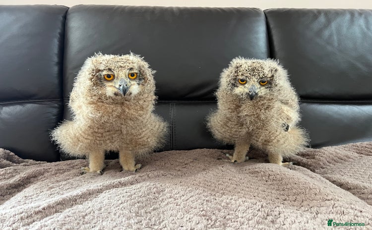 Mixed Breed birds - Advert 1