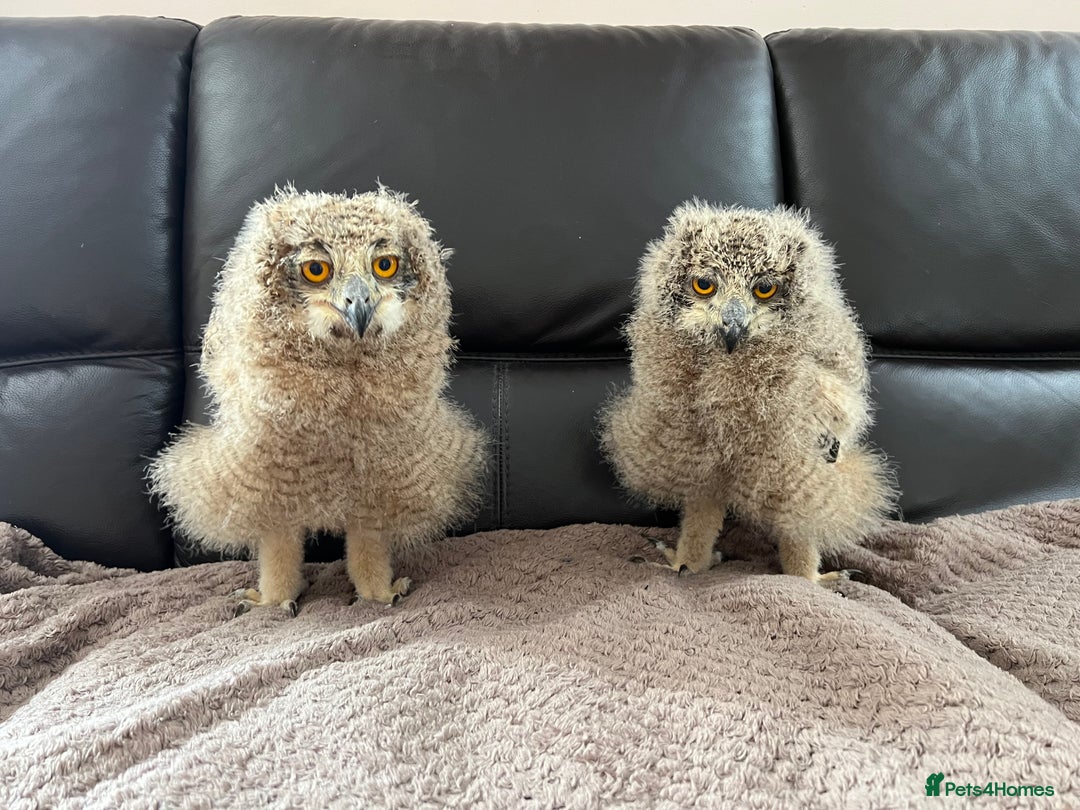 Mixed Breed birds for sale: Indian Bengal eagle owl chicks - Image 1