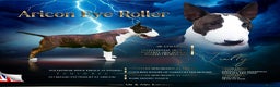 English Bull Terrier dogs for sale: English bull terrier puppies  - Advert 3