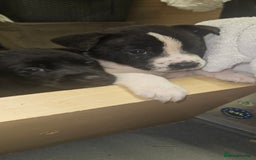 Mixed Breed dogs for sale: Huge American akita x cane corso pups - Advert 35