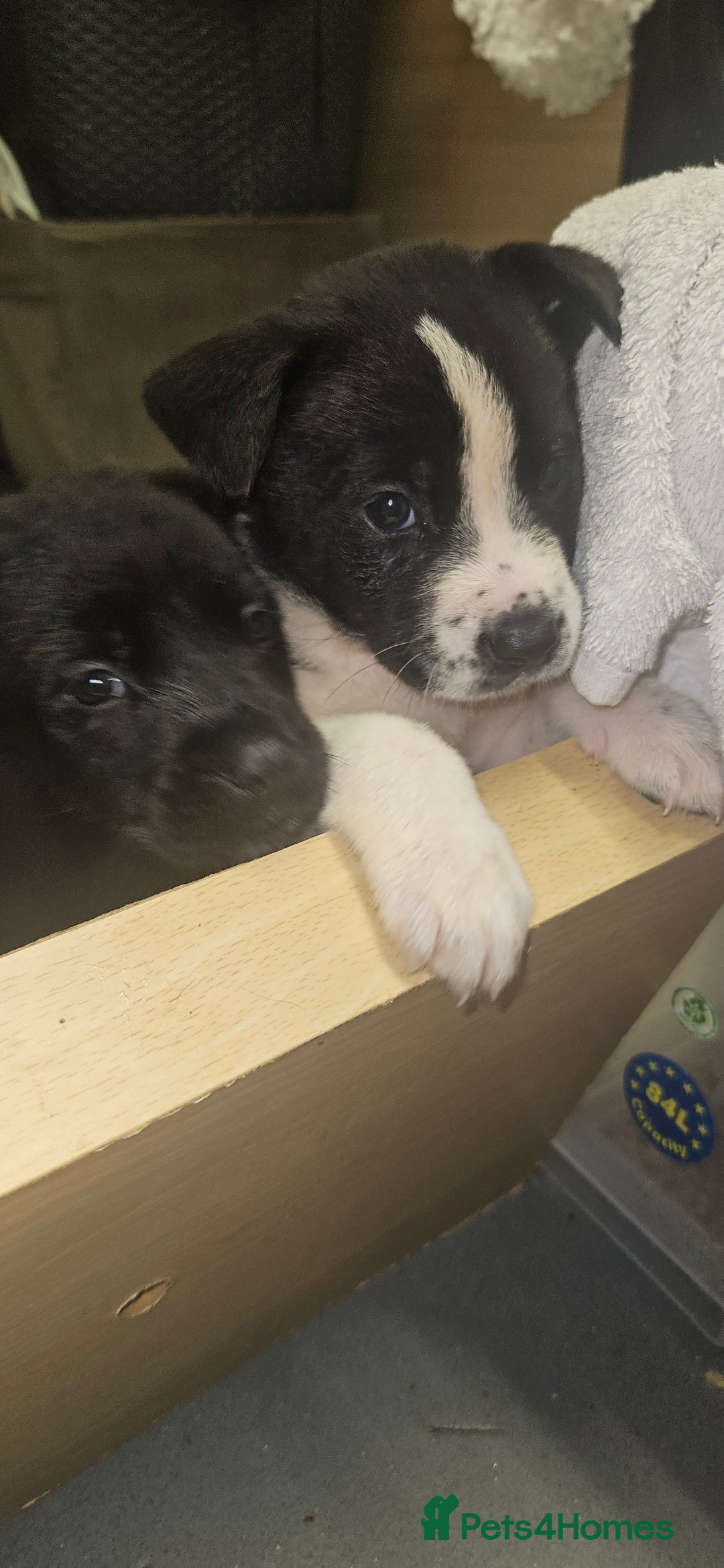 Mixed Breed dogs for sale: Huge American akita x cane corso pups - Advert 35