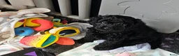 Cavapoo dogs for sale: Health tested F1 Cavapoo puppies - Advert 10