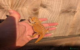 Bearded Dragon reptiles for sale: Baby bearded dragons  - Image 17