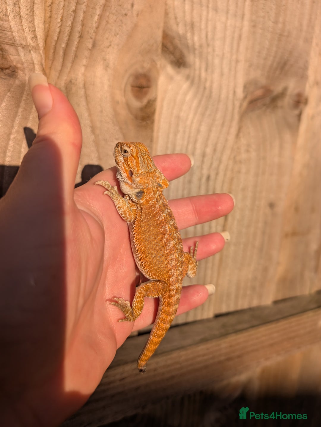 Bearded Dragon reptiles for sale: Baby bearded dragons  - Image 17