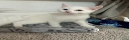 Mixed Breed cats for sale: Two little girls - Advert 2