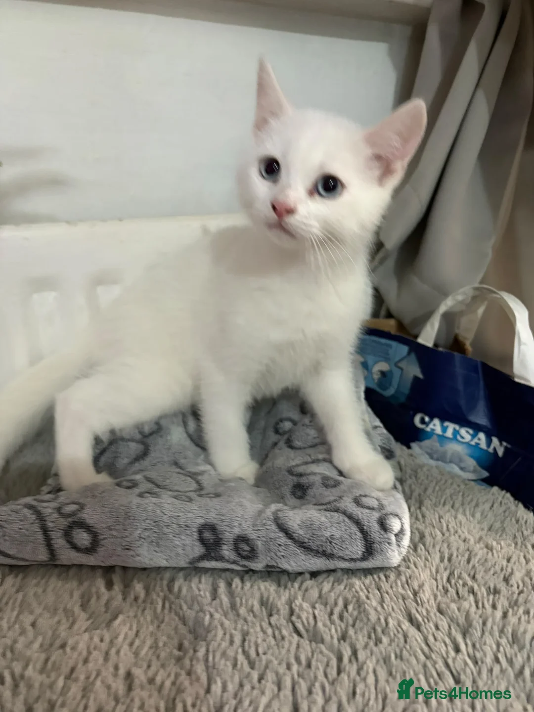 Mixed Breed cats for sale: Two little girls - Advert 2