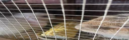 Mini Lop rabbits for sale: 2 mini lop bunnies - Advert 5