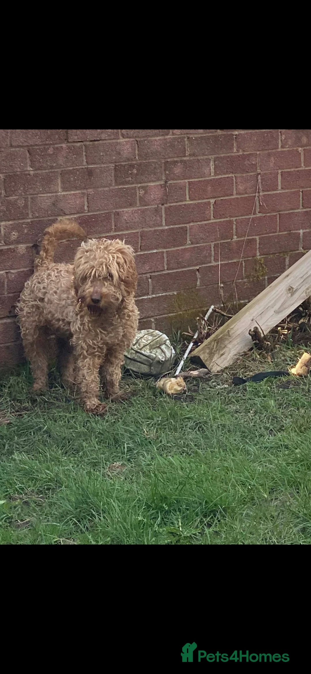 Cockerdor dogs for sale: Female in Ebbw Vale - Advert 8