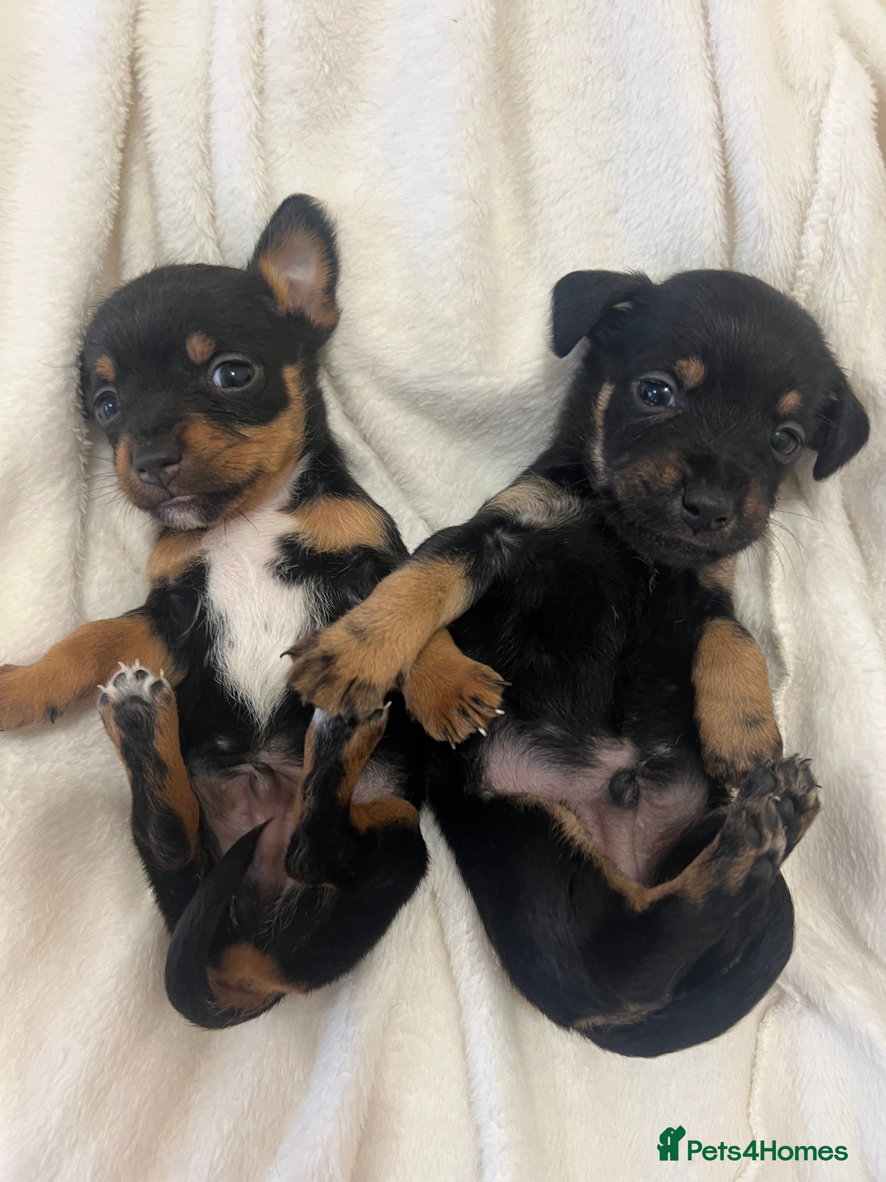 Jack Russell dogs Miniature Jack Russell puppies 🐶  - Advert 2