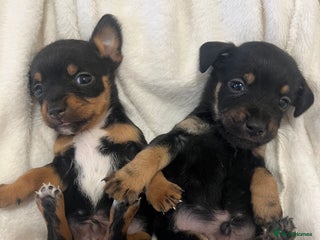 Jack Russell dogs Miniature Jack Russell puppies 🐶 - Advert 2