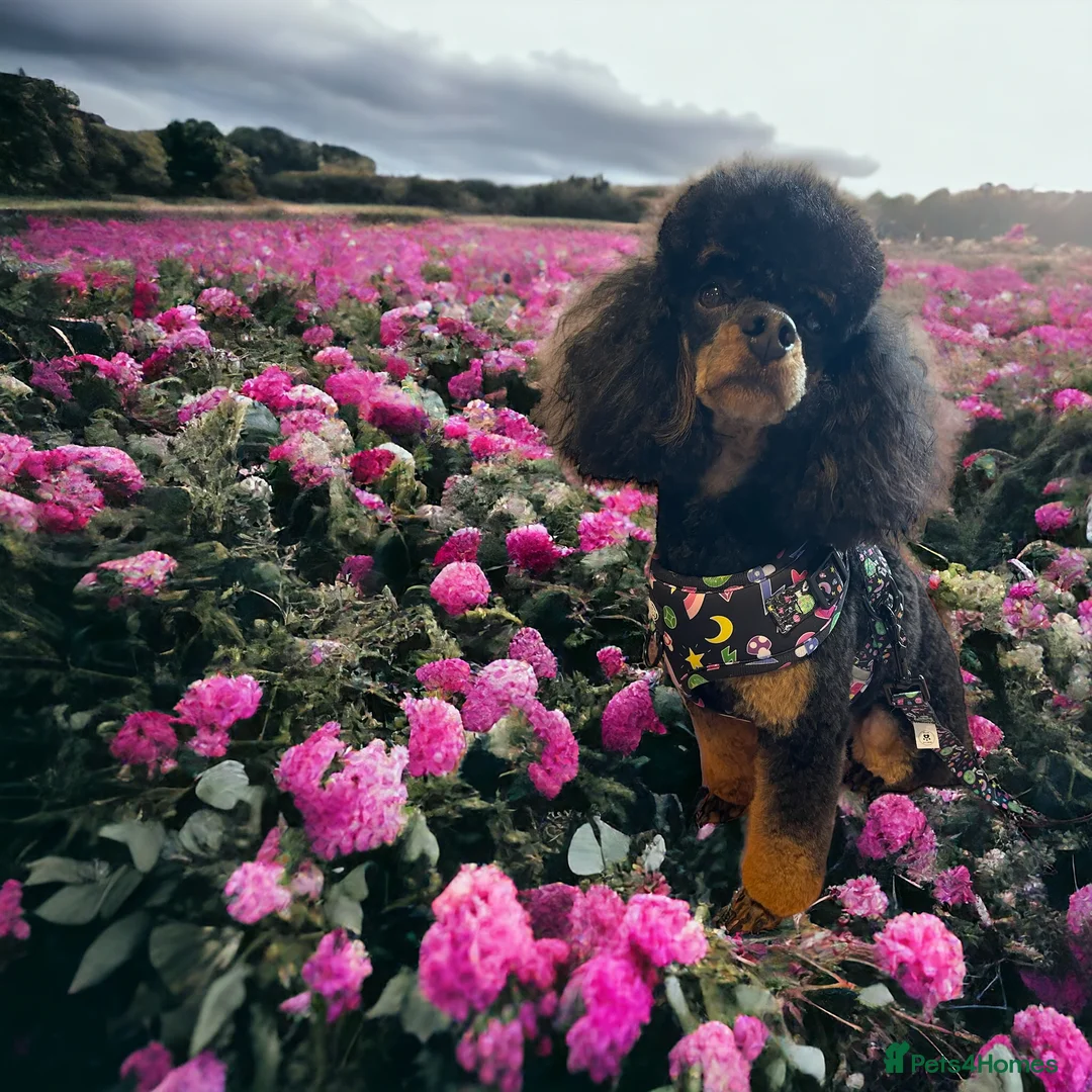 Toy Poodle dogs for stud: PHANTOM TOY POODLE AVAILABLE AT STUD in Grays - Advert 21