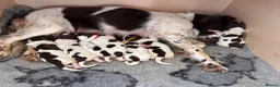 English Springer Spaniel dogs for sale: Beautiful litter of springer spaniels in Bristol - Advert 1