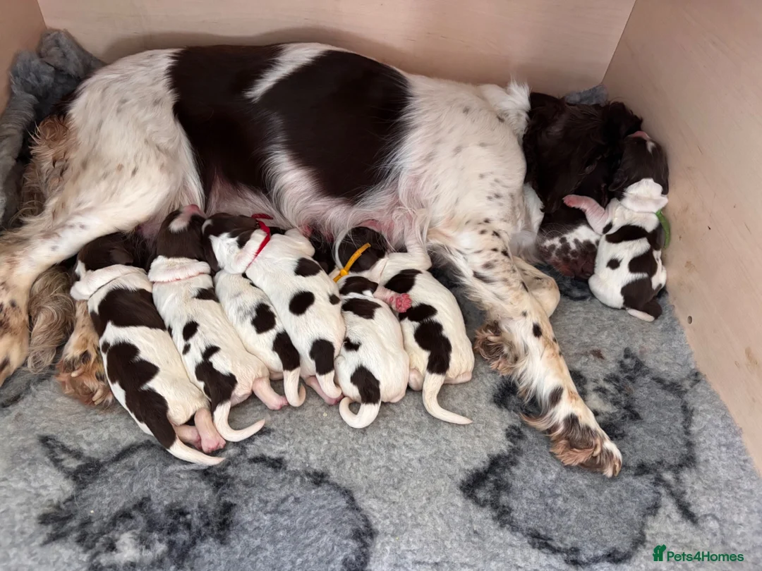 English Springer Spaniel dogs for sale: Beautiful litter of springer spaniels in Bristol - Advert 1