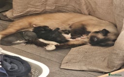 Ragdoll cats for sale: Stunning Half Ragdolls kittens - Image 9