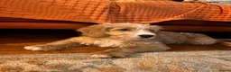Mixed Breed dogs for sale: Australian doubledoodles  - Advert 8
