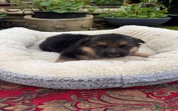 German Shepherd dogs for sale: German Shepherd puppy for sale - Image 6