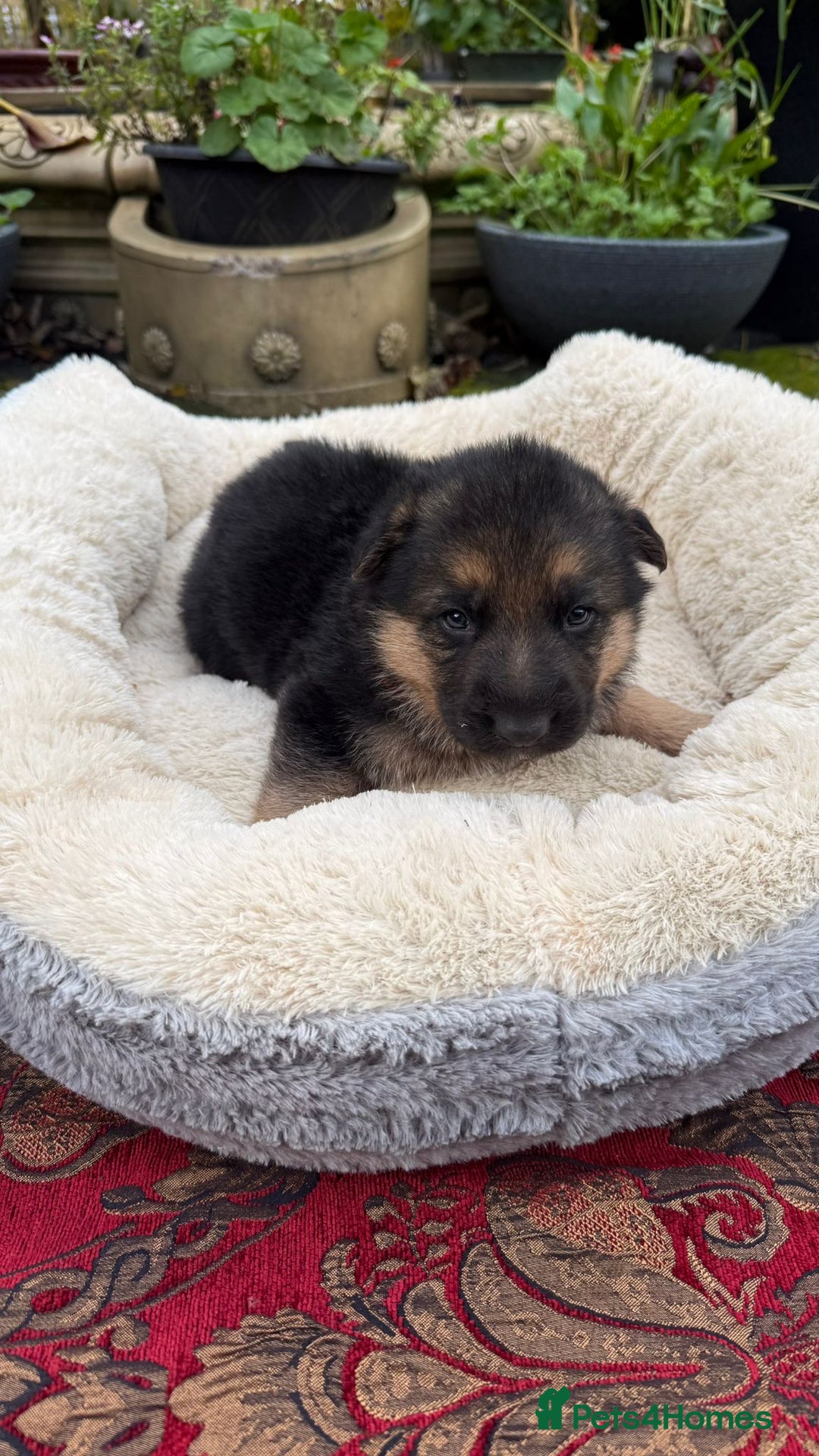 German Shepherd dogs for sale: German Shepherd puppy for sale - Image 6