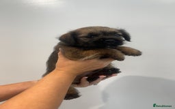 Border Terrier dogs for sale: Stunning litter of 4 boarder terrier puppies - Image 8