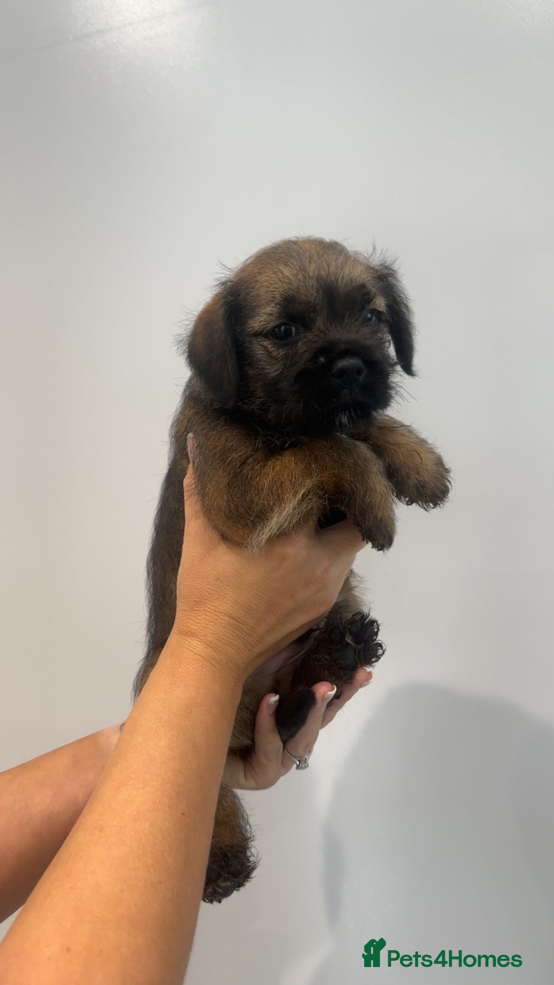 Border Terrier dogs for sale: Stunning litter of 4 boarder terrier puppies - Image 8